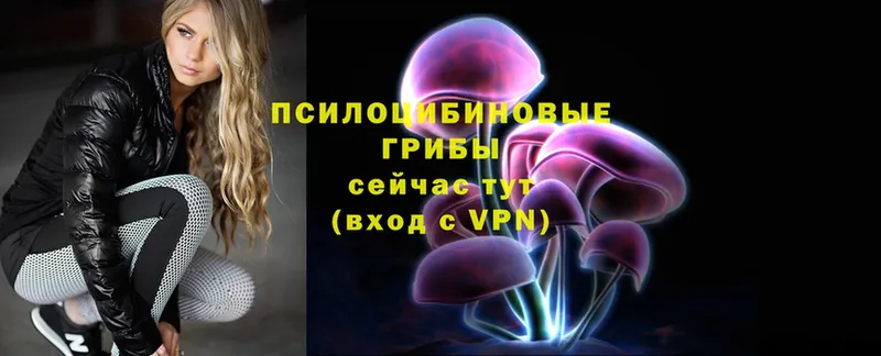 Галлюциногенные грибы Psilocybe Невельск